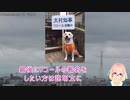 大村知事リコール賛成動画ログインボーナス1