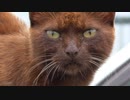 子猫を呼ぶ母猫 １【野良猫観察】