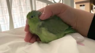 まどろみインコ