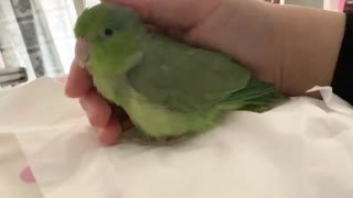 まどろみインコ3