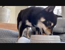 カリカリご飯を美味しそうに食べる柴犬｜ASMR/咀嚼音