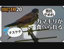 1020【いろんな鳥がいろんな虫を食べる】ハクセキレイの鳴き声とコサギの首伸ばし飛翔、ヒドリガモとコガモのエクリプス羽【 #今日撮り野鳥動画まとめ 】 #身近な生き物語
