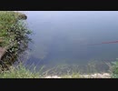 ウキを眺めてのんびり淡水魚釣り13【ブルーギル】