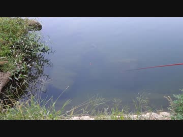 ウキを眺めてのんびり淡水魚釣り13【ブルーギル】