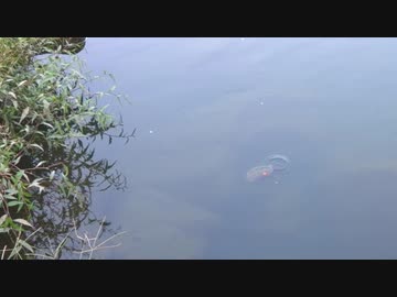 ウキを眺めてのんびり淡水魚釣り番外編【玉ウキが気になるカメ】