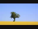 My Video