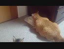 拾いねこ＠生後3029/2996日目　最近動画のとき多い水飲みアコさん。