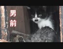 子猫を呼ぶ母猫 ２【野良猫観察】