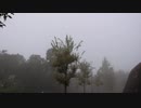 霧がかかった木々と鳥の鳴き声20201020-3【作業用BGM】