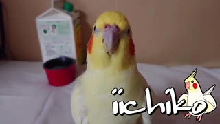 お爺ちゃんオカメインコは頑固なんです