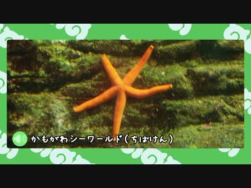 【剣盾】水族館パでワイワイバトル：22【グローバルチャレンジ下