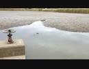 ウキを眺めてのんびり淡水魚釣り14【ブルーギル】