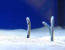 チンアナゴが巣穴から飛び出る瞬間
