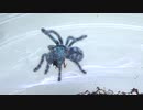［閲覧注意!!］再編集　タランチュラ（ピンクトゥ）にミルワームを与えてみた。（Avicularia versicolor)