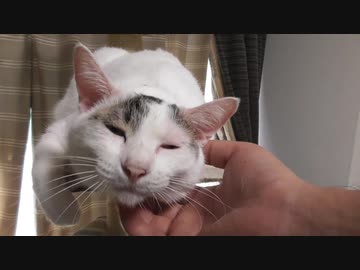 寒くなってきたらなぜかエンジンの回転数があがってくる謎にゃんこ