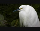 【4K鳥と音楽】コサギが木の茂みに佇む♪ユーチューブで使えるフリー曲暗いアンビエントBecause For Everything There Is Someone／pATCHES