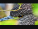 【4K鳥と音楽】ゴイサギの幼鳥がまったり04♪ユーチューブで使えるフリー曲明るいロックLocally Sourced／Jason Farnham