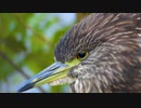 【4K鳥と音楽】ゴイサギの幼鳥がまったり04♪ユーチューブで使えるフリー曲穏やかダンス＆エレクトロニックWrite You／Joey Pecoraro