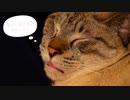 膝の上で眠る猫が舌をしまい忘れてるのがかわいすぎるんですけど…