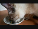 水を飲まない猫もコレを使えばゴクゴク飲むようになりました