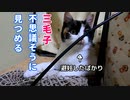おチビも発情期が来た【猫の発情】