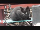 ご飯食べて遊んで船通る【黒猫の子猫】