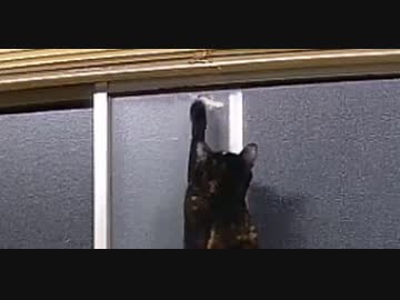 猫に狙われたヤモリの運命やいかに？