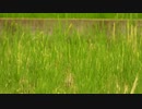 【4K植物と音楽】稲刈り後の新芽♪ユーチューブで使えるフリー曲インスピレーションアンビエントGrass／Silent Partner