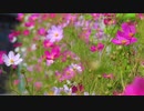 【4K花と音楽】コスモス満開　ロマンチック カントリー＆フォーク Back To Portland TrackTribe オーディオ ライブラリ