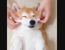 揉まれる犬