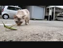 猫とバッタ