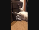 のけぞる猫