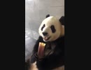 何か食べるパンダ