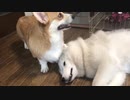 じゃれあうコーギーと狼みたいな白い犬