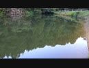 ウキを眺めてのんびり淡水魚釣り15【カワムツ】