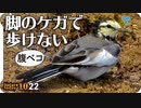 1022【脚ケガして歩けないハクセキレイ】カルガモの求愛ディスプレイとモズの鳴き真似、コガモのエクリプスにスズメの水浴び、オオスズメバチと秋のセミ【 #今日撮り野鳥動画まとめ 】 #身近な生き物語