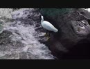 【4K鳥と音楽】シラサギが獲物を待つ♪Weekend In The City　明るい　ポップ　Silent Partner　オーディオ ライブラリ