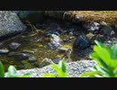 【4K鳥と音楽】スズメのかわいい水浴び♪Kona Sun　明るいカントリー＆フォーク　Freedom Trail Studio
