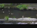 【4K鳥と音楽】カルガモの求愛合コンパーティー♪Hurts So Good Blues　ロマンチック　ジャズ＆ブルース　Unicorn Heads