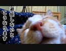 お淑やかに発情する猫