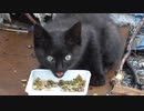 近づいてもあまり逃げなくなったね【野良猫の子猫】