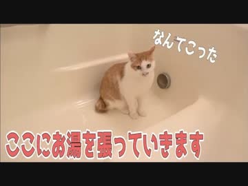 バスタブのお湯張りに興味津々の猫たち ガブガブと水を飲む姿に かわいい の声 ニコニコニュース