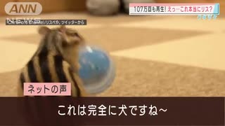 まるで犬！ボールに夢中なのは・・・まさかのシマリス