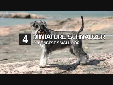 外国の人が考えた強い小型犬種（１０種）