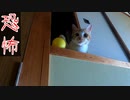 ボールを投げたら何故か返ってくる【三毛猫】