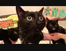 お風呂嫌いな黒猫の女の子を容赦無く水責めします