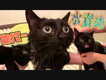 お風呂嫌いな黒猫の女の子を容赦無く水責めします
