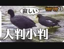 1023【オオバンとバンが仲良し親子みたい】カルガモ奇形の求愛ダンス、カラスがロードキル捕食、柿がオナガに食べられる【 #今日撮り野鳥動画まとめ 】 #身近な生き物語