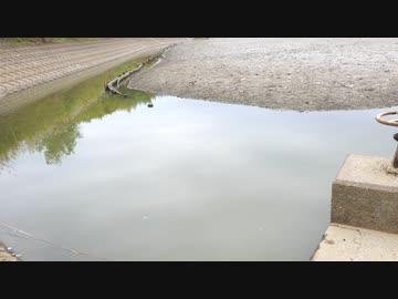 ウキを眺めてのんびり淡水魚釣り16【ブルーギル】
