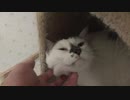 巣ごもりしてご満悦なにゃんこ